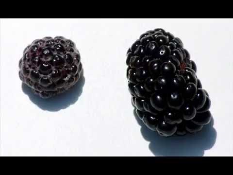 Black Raspberry vs Blackberry