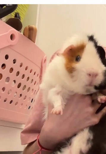 the worst especially the smell😧 what an eventful live but thank yall for all the support!! #tiktoklive #livehighlights #fyp #guineapigsoftiktok #petsoftiktok