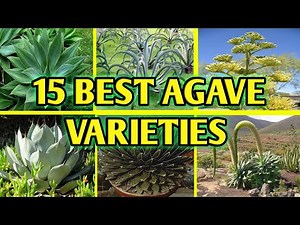 15 Types of Agave Plants to Grow | Best Agave Varieties