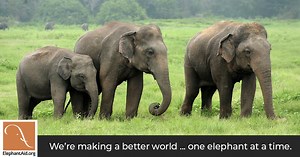 Compassionate Elephant Care - Elephant Aid International
