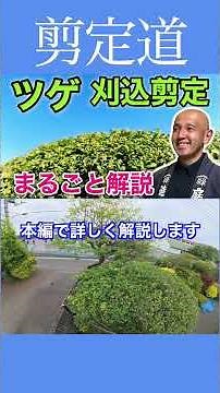 《よくある失敗は！！》本編ではツゲの剪定を丸ごと解説しています ぜひ挑戦してくださいね #剪定方法 #庭作業 #庭木の管理 #ツゲ #初心者