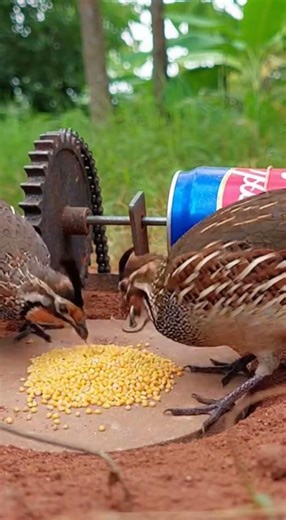 Method New Bird Trap Catch Quail Easily Now #quailtrap #birdtrap #shorts