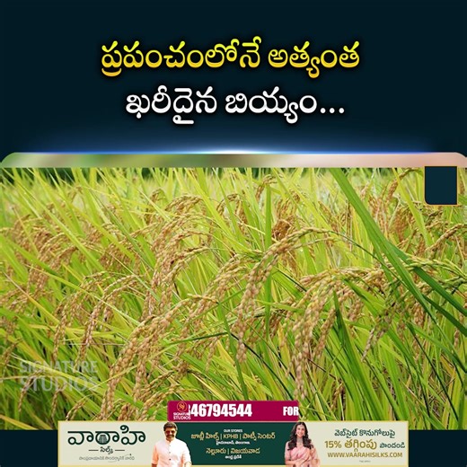 The Most Expensive Rice in the World... #signaturestudios #rice #expensiverice #japan #latestupdates #viralvideo #trendingnow | Signature Studios