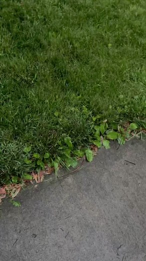 Pretty bmw girls rise up 🫶🏼 #TopGunMode #fyp #e36 #bimmer #bmw #cargirl #altgirl #e36stance #emogirls #trending #ohiocheck #cartok