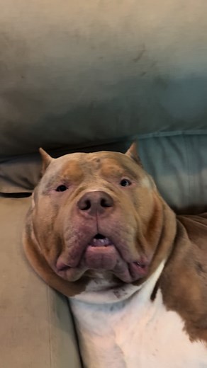 Hx P-A x Lucian of Sierra Nevada XL Bullies