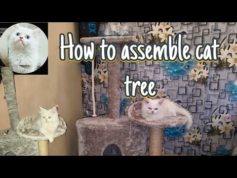 How to assemble Cat tree 🐱 #cat #cattree