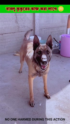 Bablu needs to do dog work 😳