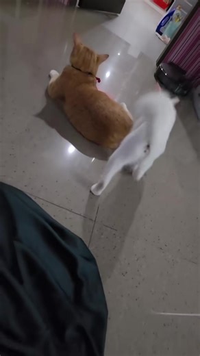 Life with two cats #cat #catsoftiktok #funnyvideos #funnycat #funnycats