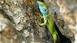 The Tailless Survivor: A Lizard's Tale. A lizard that has lost its tail, likely due to a predator's attack or a defensive mechanism. Despite this loss, the lizard appears healthy and alert.