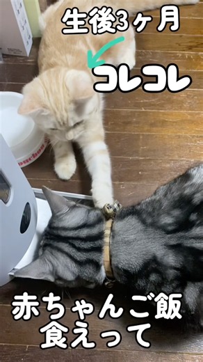 生後3ヶ月…🐾 #猫 #ねこ #子ネコ #子猫 #猫動画 #猫のいる暮らし #ねこのいる生活 #shorts #にゃんず日和
