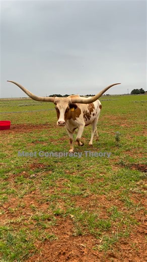 Meet the herd! Conspiracy theory is our fun loving white cow. We purchased her in January and have loved every second of it #meettheherd | Twisted T’s Cattle LLC