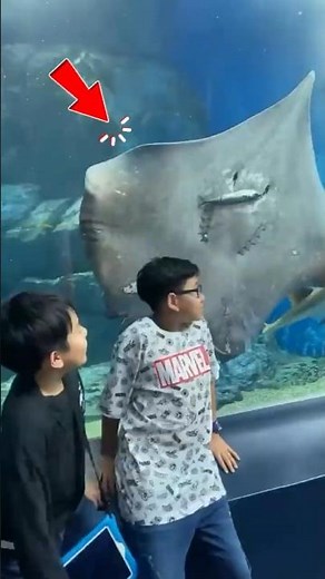 The Silent Killer: The Fish That Killed Steve Irwin!