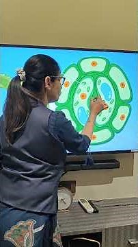 structure of Stomata