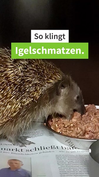 Schmatzender Igel: Niedliche Essgeräusche dulden
