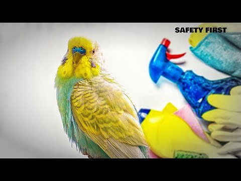 Essential Budgie Care Tips for Cleaning and Safety