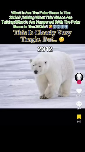 Polar Bears in 2026: What's Happening?