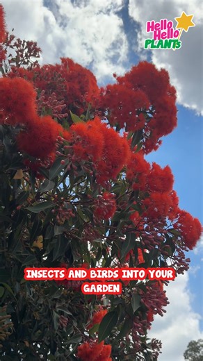 🔥This gum tree stops people in their tracks. 𝐂𝐨𝐫𝐲𝐦𝐛𝐢𝐚 𝐁𝐚𝐛𝐲 𝐎𝐫𝐚𝐧𝐠𝐞 (Corymbia ficifolia – Dwarf gum) explodes with vivid orange-red flowers, attracts bees and birds, and flowers young —𝘢𝘭𝘭 𝘸𝘩𝘪𝘭𝘦 𝘴𝘵𝘢𝘺𝘪𝘯𝘨 𝘣𝘦𝘢𝘶𝘵𝘪𝘧𝘶𝘭𝘭𝘺 𝘤𝘰𝘮𝘱𝘢𝘤𝘵 𝘧𝘰𝘳 𝘮𝘰𝘥𝘦𝘳𝘯 𝘨𝘢𝘳𝘥𝘦𝘯𝘴. . 👉𝘼𝙙𝙙 𝙖 𝙗𝙤𝙡𝙙, 𝙚𝙮𝙚-𝙘𝙖𝙩𝙘𝙝𝙞𝙣𝙜 𝙛𝙚𝙖𝙩𝙪𝙧𝙚 𝙩𝙧𝙚𝙚 𝙬𝙞𝙩𝙝𝙤𝙪𝙩 𝙩𝙝𝙚 𝙨𝙞𝙯𝙚 𝙬𝙤𝙧𝙧𝙞𝙚𝙨: https://www.thetutuguru.com.au/shop/grafted-gum-baby-orange/ . #BabyOran