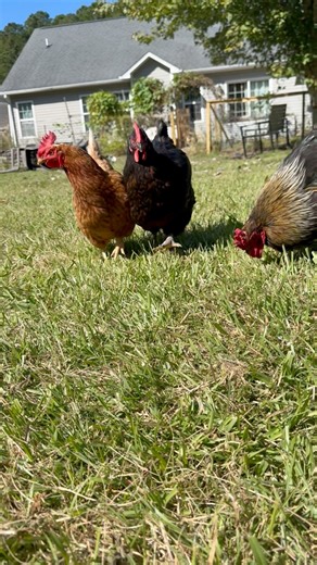 Momo 🫶🏻 my chonky snuggle buddy | Bonitto Farmstead