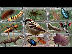 The Strange World of Insects – Creatures You've Never Seen Before!