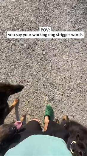 Dogs understand human language!💀#funny #dog #dogsoftiktok #fyp #foryou #dogs #funnyvideo #foryoupage | HSLK