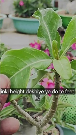 seed grown adenium multiflorum. #garden #adenium