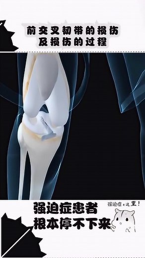 前交叉韧带，损伤的过程，及修复过程！