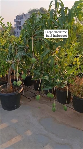 Pot Size For Mango Trees🪴 #gardening #shorts #fruit