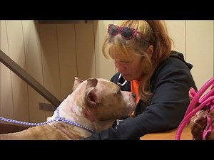 Tia and Sugar Hill Rescue a Badly Beaten, Blind Dog
