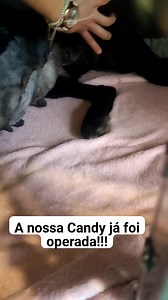 57K views · 6K reactions | A nossa Candy já foi operada ao tumor que tinha cerca de 2 kilos. Brevemente aguarda uma família para a sua vida Para se candidatar mande mensagem para o número 910170715 | Os Patudos - Resgate e Proteção Animal | Facebook