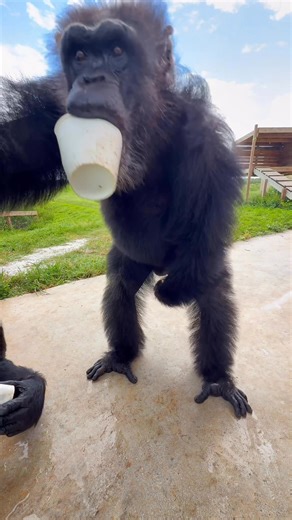 Ryan is getting every last drop of his Icee!🥤🧊 This Saturdsay Sponsor Shoutout goes to Metazoa Brewing Company Thank you for sponsoring our Chimpathon 2026 #chimpanzee #saturday | Save the Chimps, Inc.