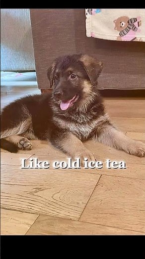 Last Girl Standing! Meet Our Only Female German Shepherd Puppy 💕🐾 | AKC