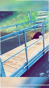 33K views · 537 reactions | animal slipping | Trigger Scroll | Facebook