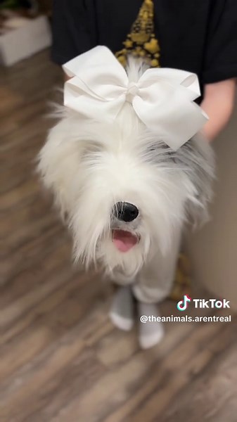 Creating a Cute Fluffy Dog Head Art | Dog Drawing Tutorial