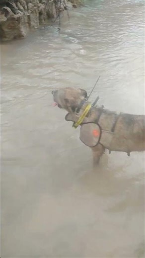 pig hunting dogs cooling off