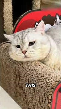 This cat refused to lose weight 😂🐱 #shorts #cats
