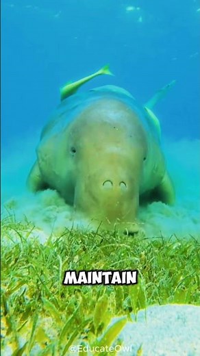 Manatee