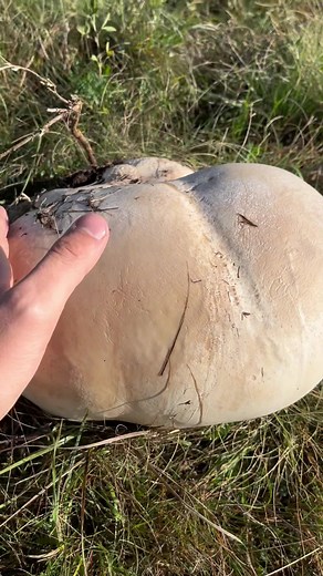 Giant Puffball Mushroom: A Natural Wonder