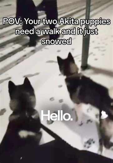 Akita Puppies Enjoying Fresh Snow Walk