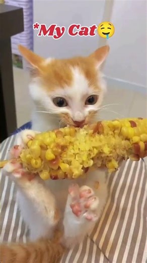 My Cat's Mood vs Other Cats 😹💀 #cat #catvideos #catshorts #cats #relatable