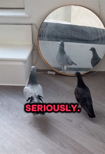 The Inspection: Bud & Jack decided the house needed a proper inspection 😳😄 #pigeonsoftiktok #bekindtoanimals #pigeon #wildlife #bird