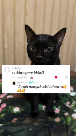 สวมมงให้แมวดำตามคำขอ — คลิปน่ารักทาสแมว