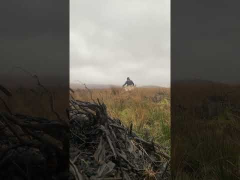 Tree planting forestry work Scottish woodland Site Islay Hebrides Scotland