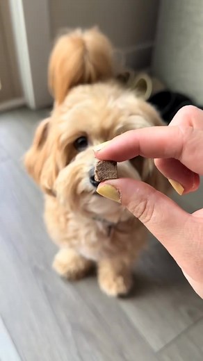 2.8K views · 15 reactions |  Black Friday starts early - get 65% off UnKibble: ☑️ 100% human-grade ingredients ☑️ No fillers or preservatives ☑️ Vet-developed, complete recipes ☑️ Picky-eater approved ☑️ 1,700 5-star reviews | Spot and Tango | Facebook