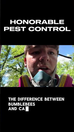 The difference between CARPENTER bees and BUMBLEBEES. #pestcontrol #annarbor #bees #carpenterbees