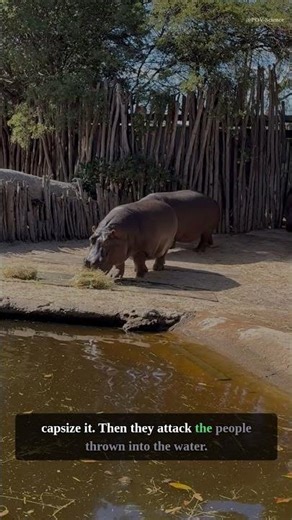 Hippos Kill MORE People Than Lions, Tigers, and Sharks COMBINED #shorts #science #POVScience