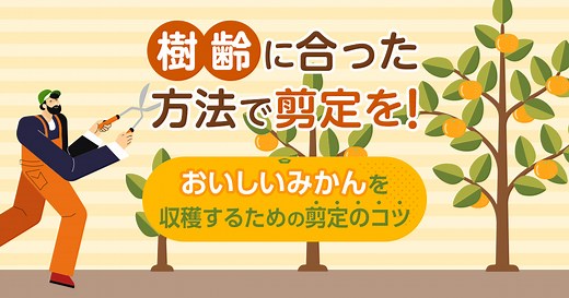 【図解】みかんの木の剪定｜初心者でもおいしいみかんを収穫するコツ | 剪定110番