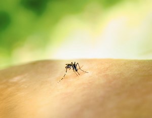 Dengue Hemorrhagic Fever: Key Warning Signs and DHF Symptoms Every Parent Must Spot Early