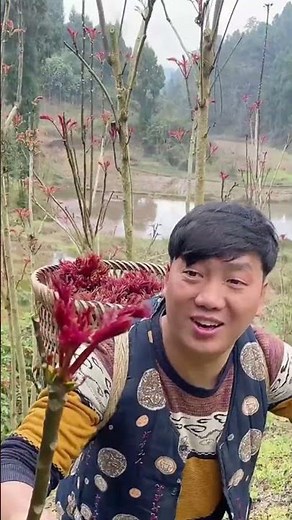Rural Delicacy Toona Sinensis Shoots: A Spring-Limited Flavor and Nutrition
