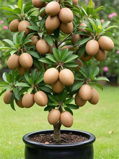 Creative Grafting Techniques for Sapodilla and Aloe Vera