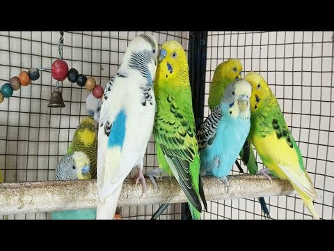 3 Hours of Parakeet Sounds and Playtime | Relaxing Budgie Chirping & Fun Moments
